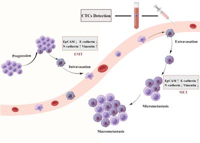 Frontiers | Clinical Applications Of Circulating Tumor Cells In ...